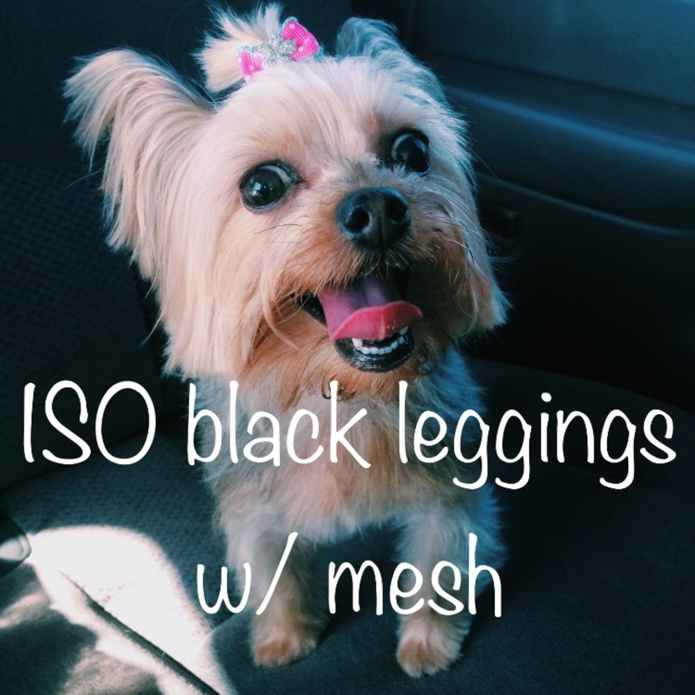 ✨ISO✨